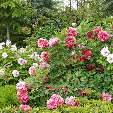 Garten Vendeghaz Gæstehus